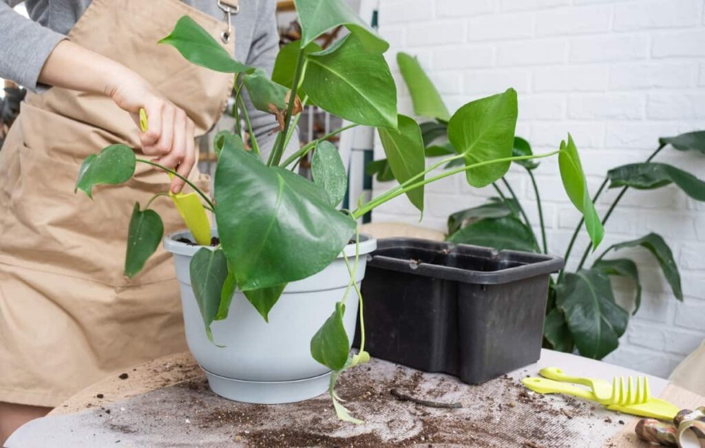 Repotting Philodendron 