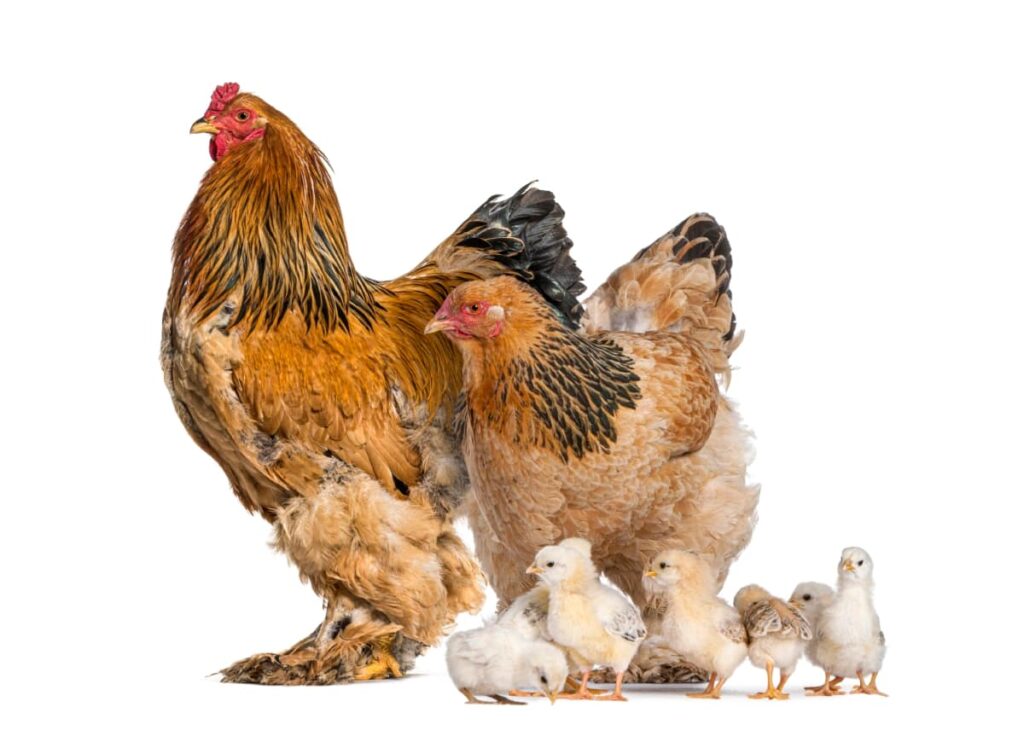 Chicken Breeds for Philippine Farms
