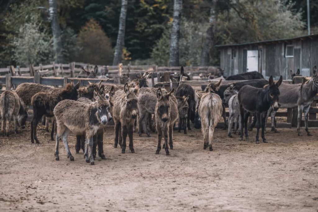 Herd of Donkeys