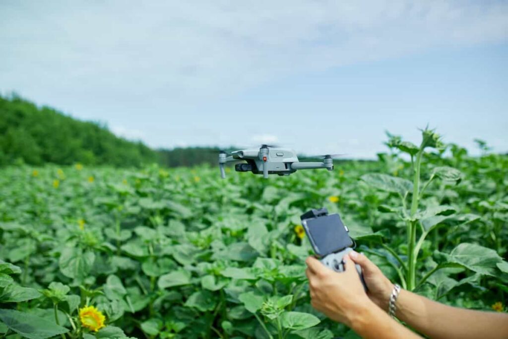 Using a drone in sunflower field