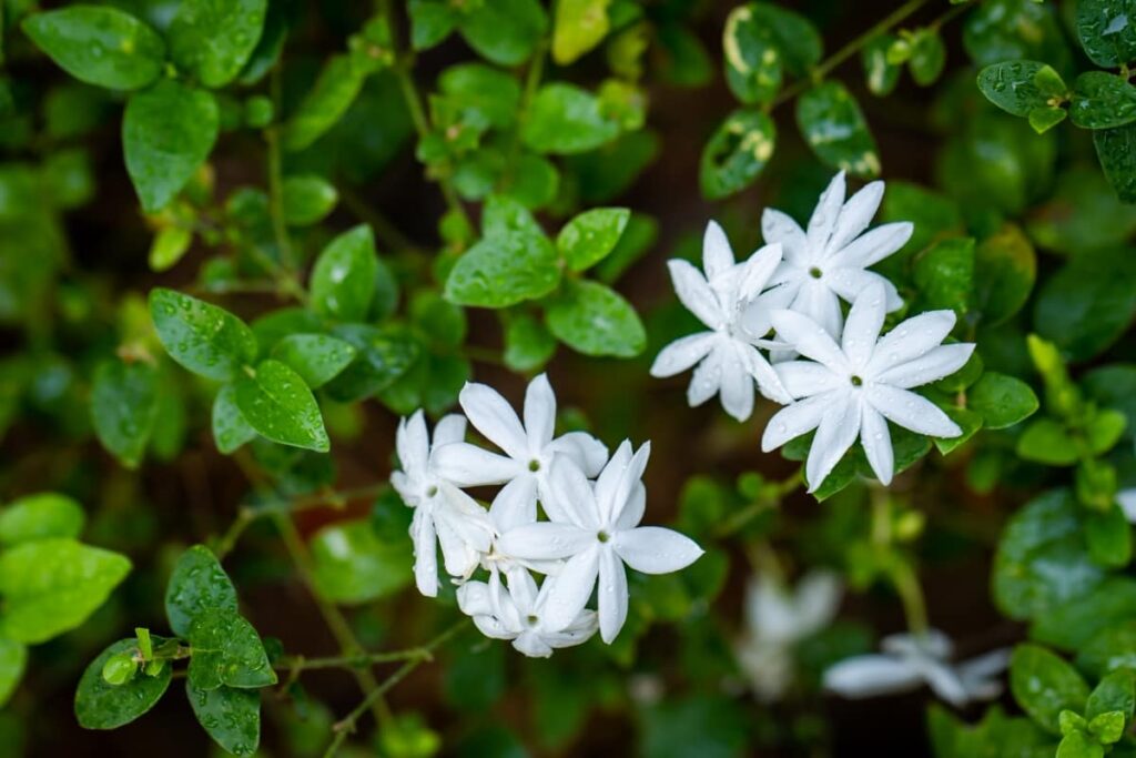 Closeup Shot of Jasmines Blooming