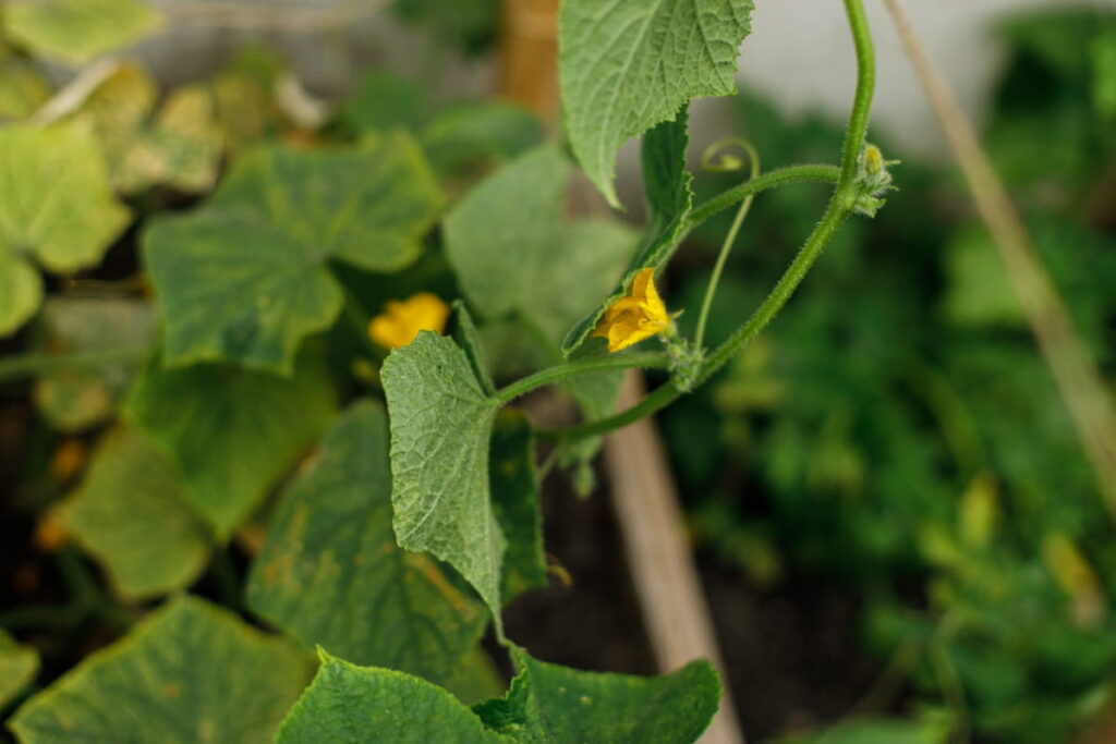 Cucumber Flowers and Leaves 