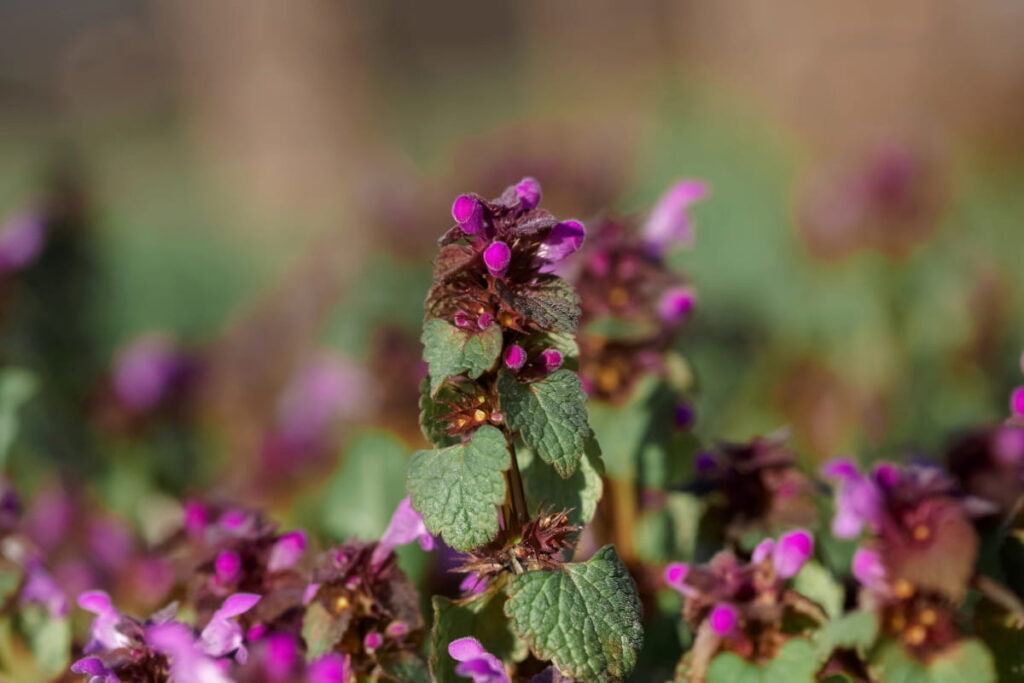 Growing Red Creeping Thyme
