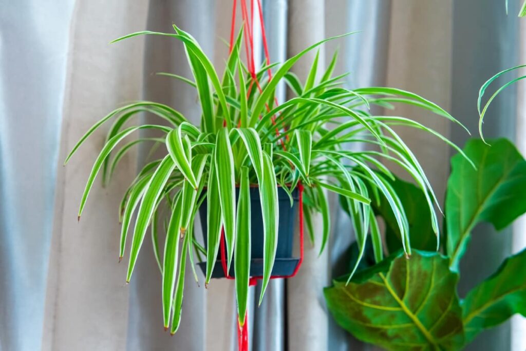 How to Fix Spider Plant Leaf-Related Problems