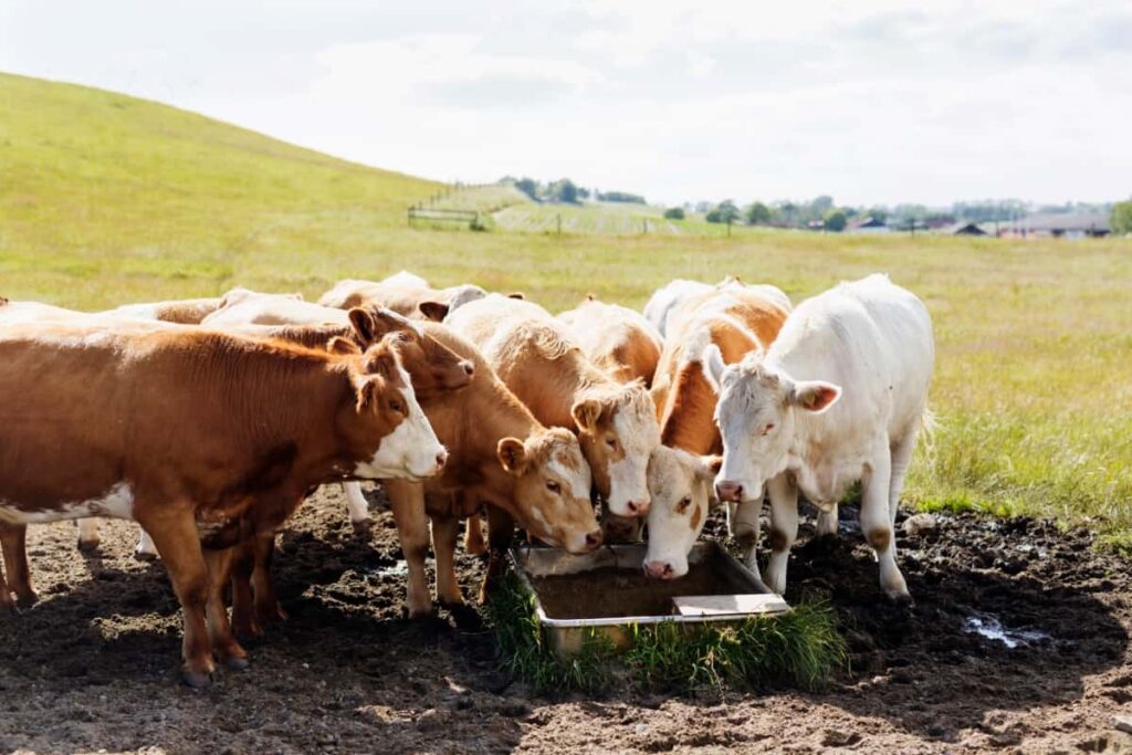 Keeping Your Cattle Cool During Hot Summer Days