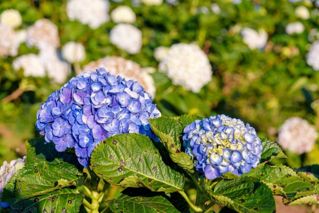 Blooming Blue Hydrangeas