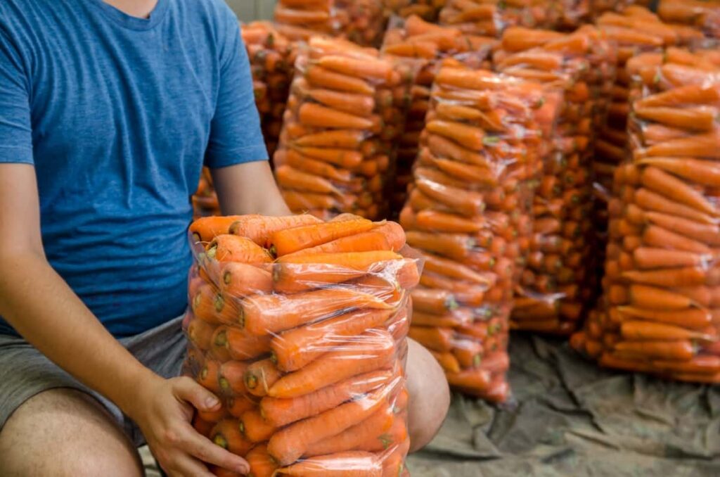 Freshly Picked Carrots 