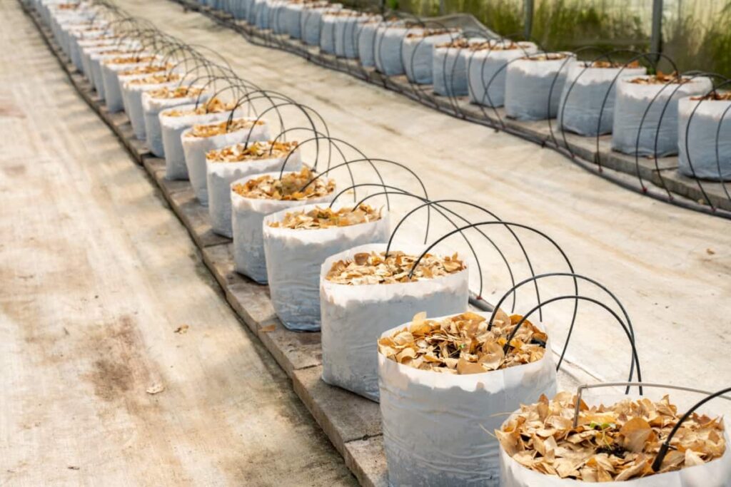 Planting Garlic in Grow Bags