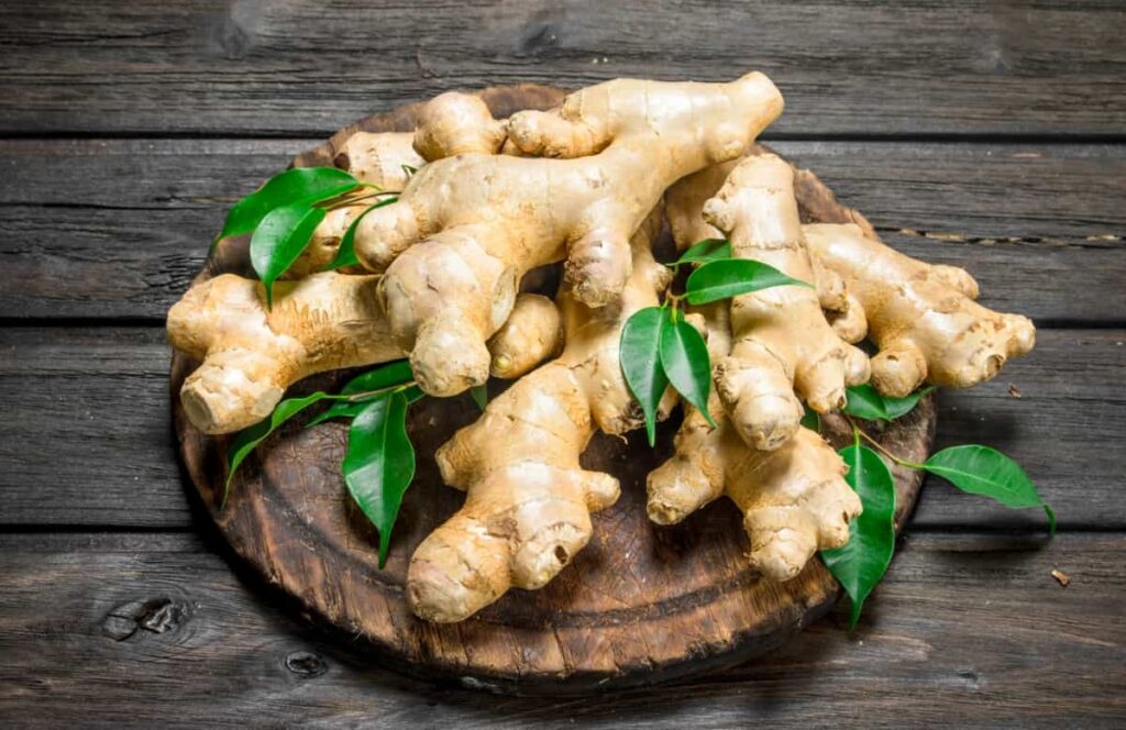 Planting Ginger in Grow Bags
