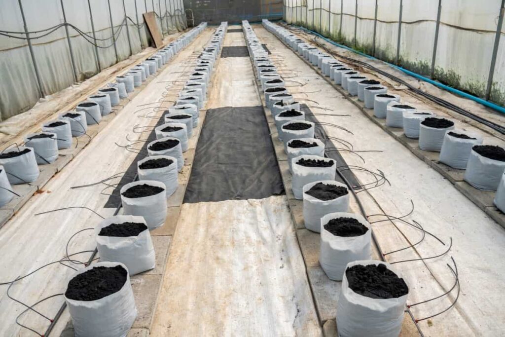 Planting Tomatoes in Grow Bags
