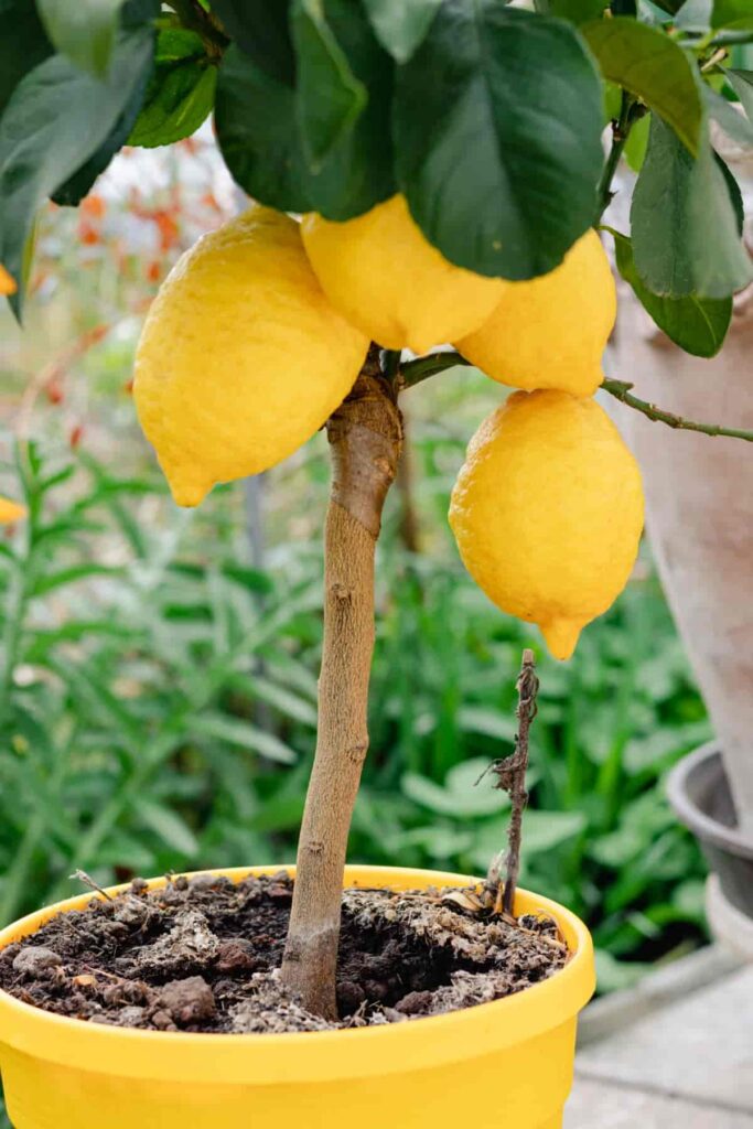 Lemon Plant with Fruits 