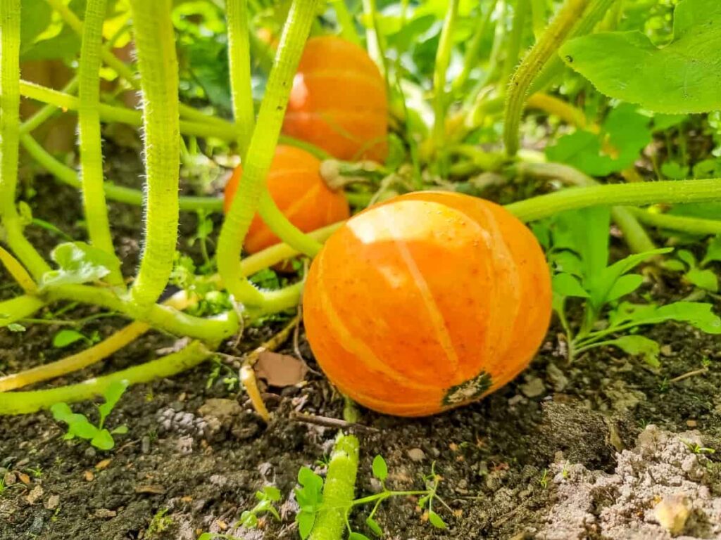 Big Orange Pumpkins Growing in The Garden