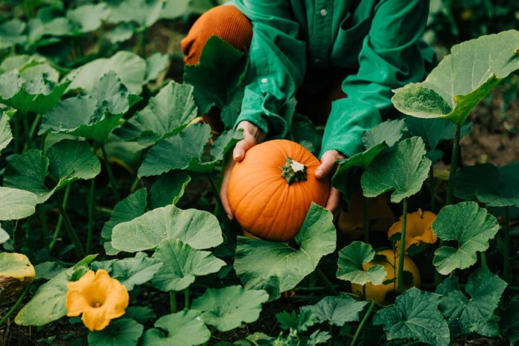 Pumpkin in A Garden