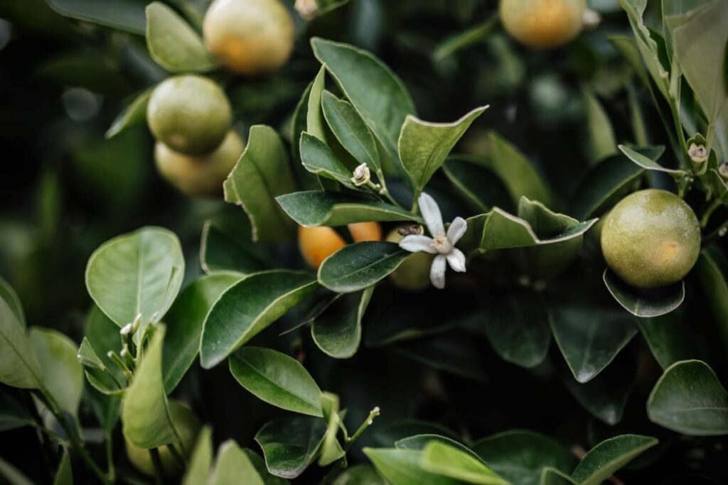 Steps to Encourage and Induce Citrus Flowers