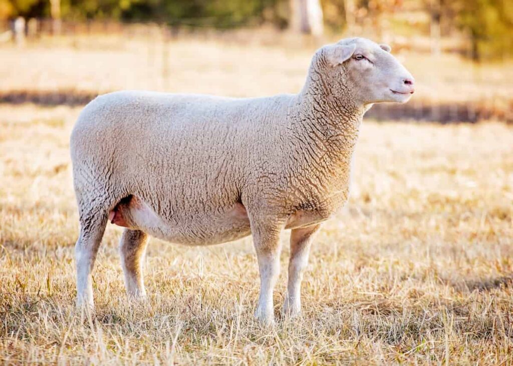 Suffolk Sheep Disadvantages