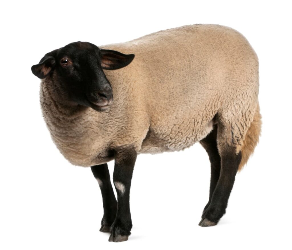 Female Suffolk Sheep