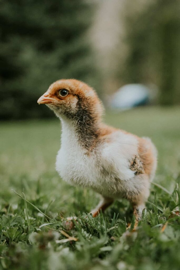 Little Baby Chick at A Farm
