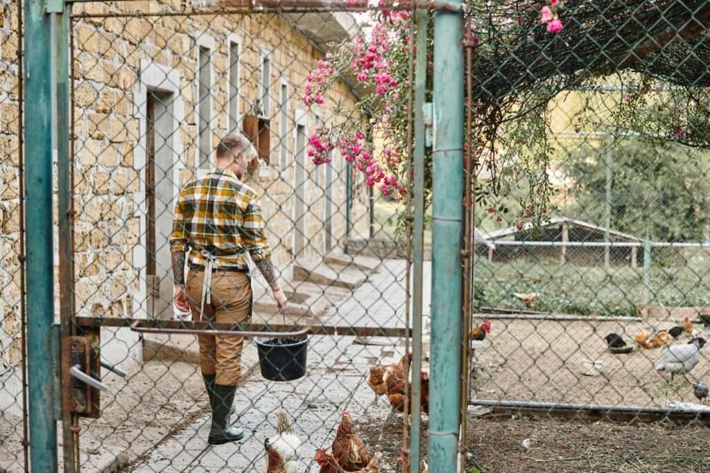Backyard Poultry/Chicken Farming at Home