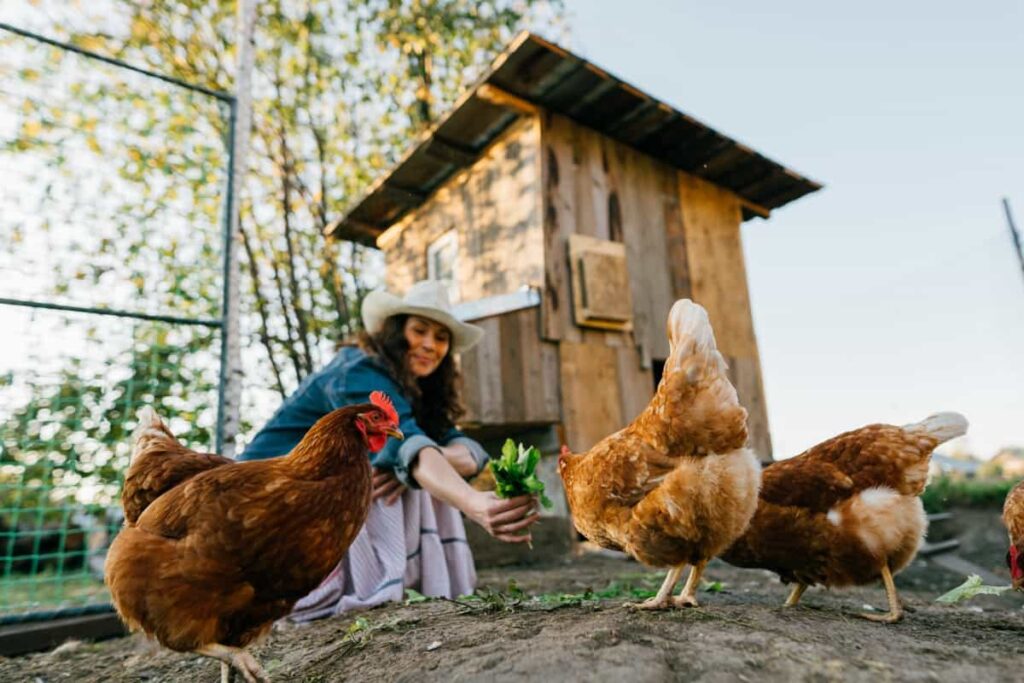 Feeding chickens with fresh grass