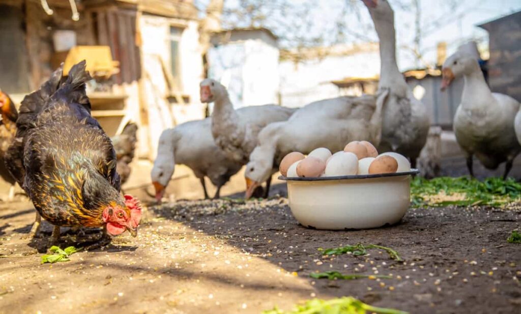 Poultry Egg Management in the backyard farm
