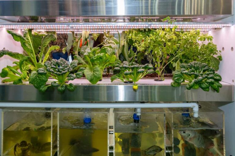Aquaponic Farming at Home: A Step-By-Step Guide