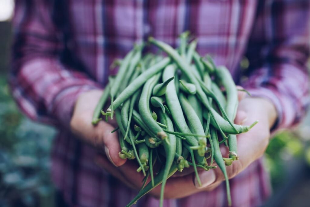 Cultivating Greenhouse Beans