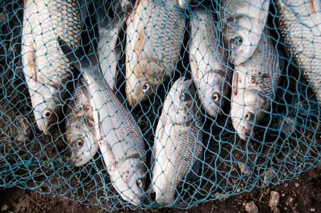 Fast-Growing Fish for Farming