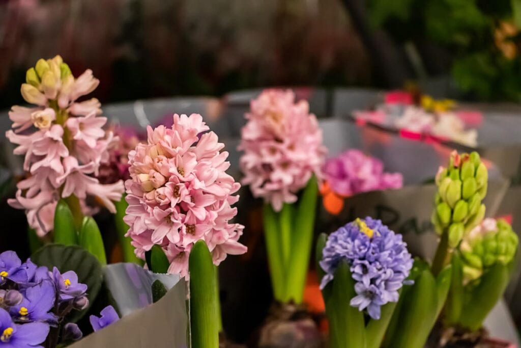 Beautiful Blooming Hyacinths 