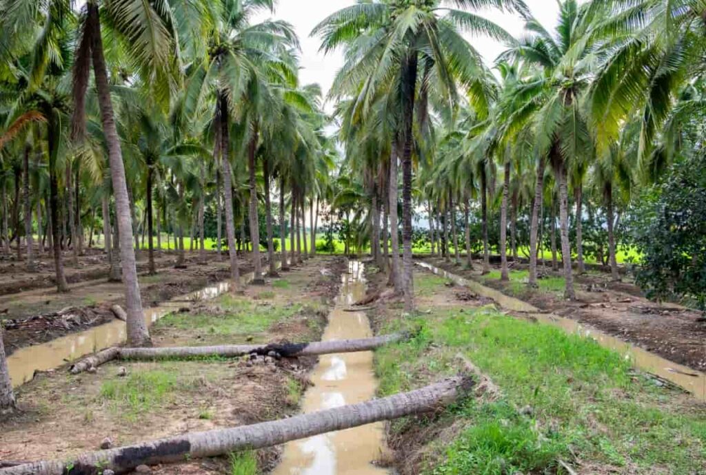 Irrigation Schedules for Coconut Groves
