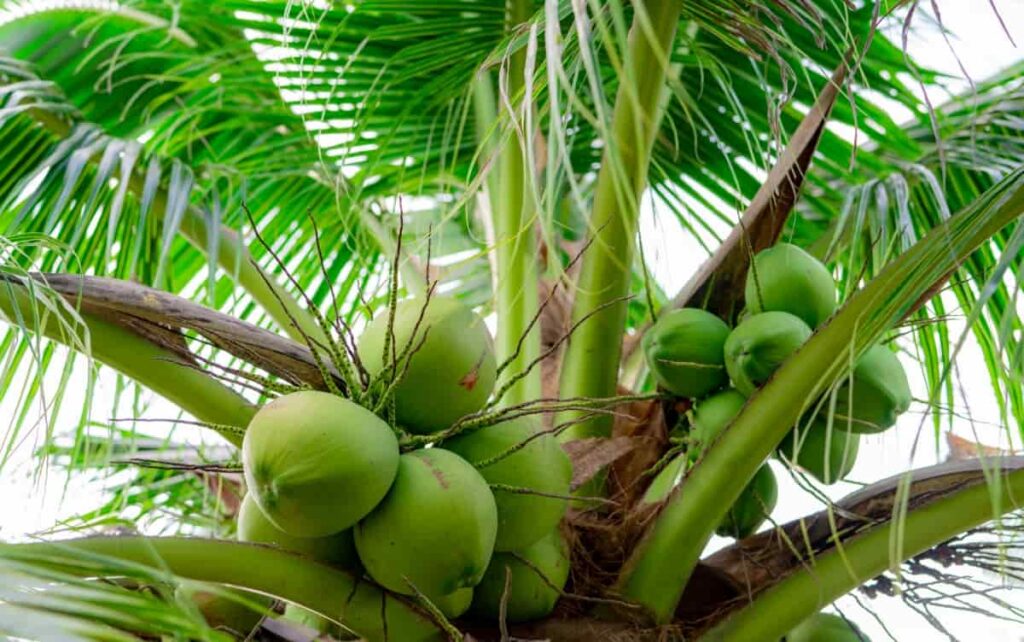 Bunch of Coconut 