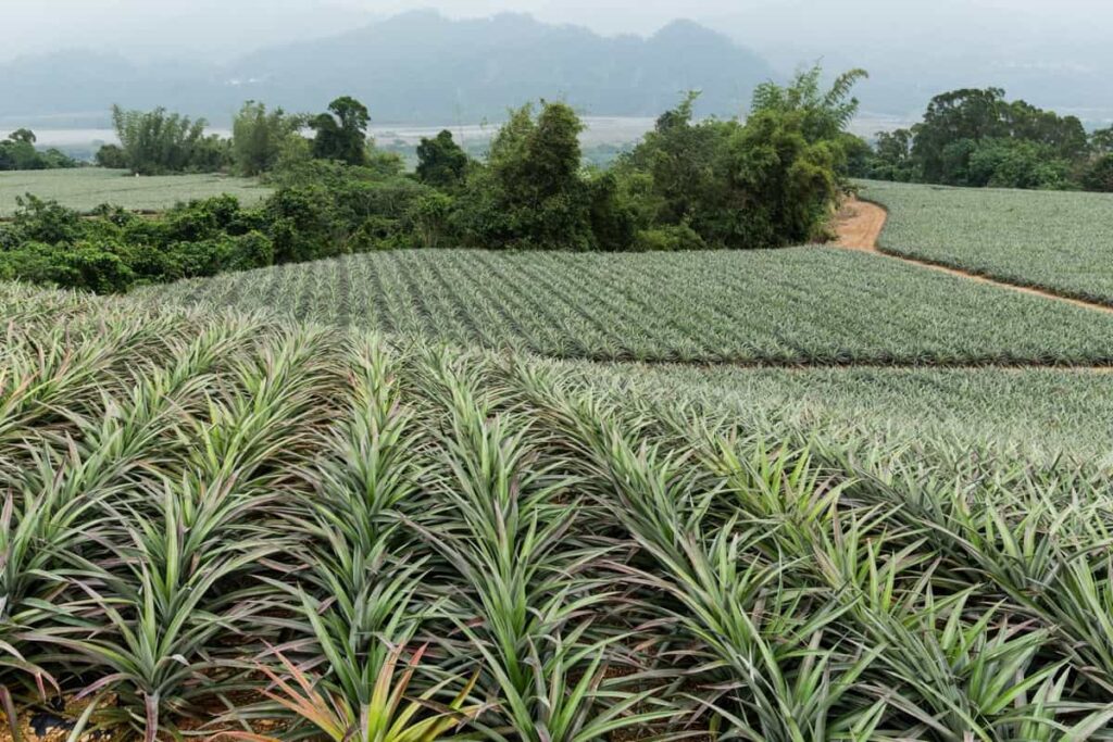 Irrigation and Water Management in Pineapple Farming