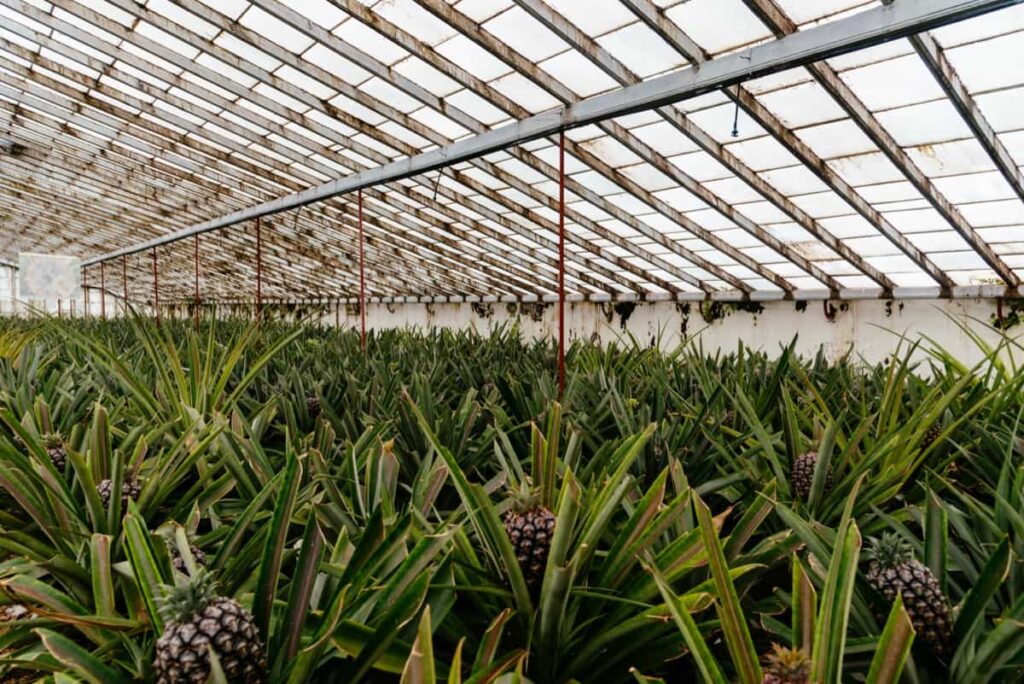 Pineapple plantation in a Greenhouse 