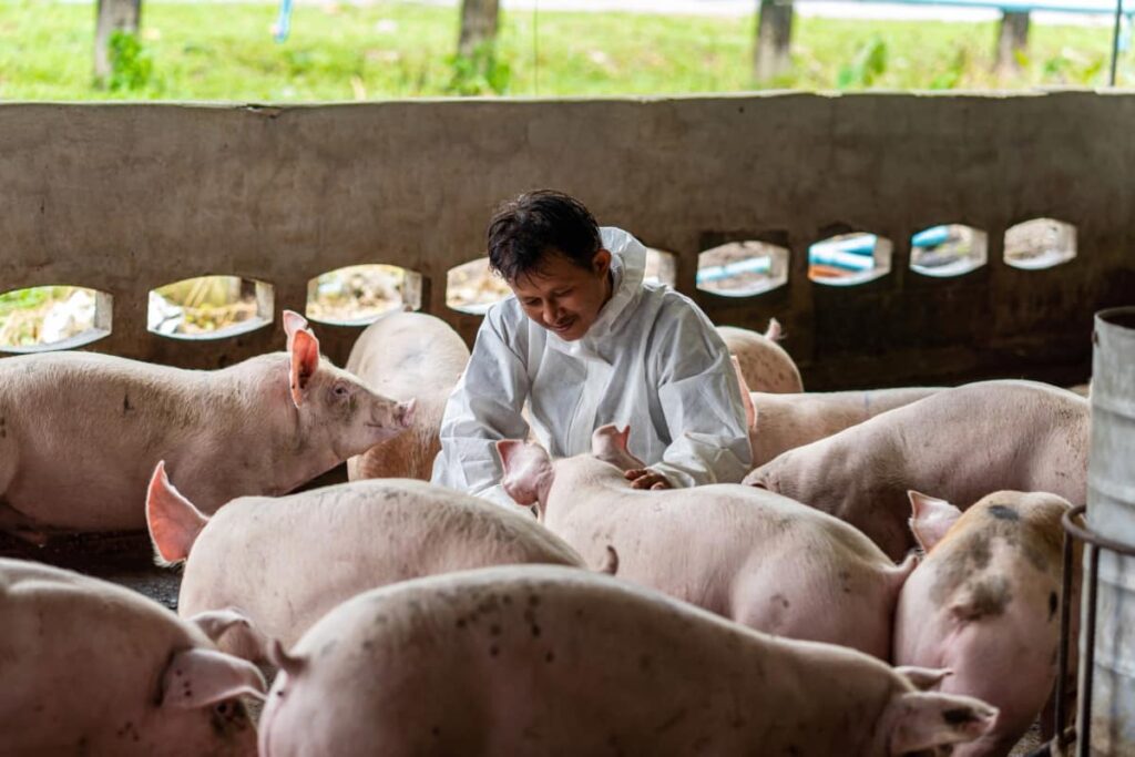 Pigs in Hog Farm