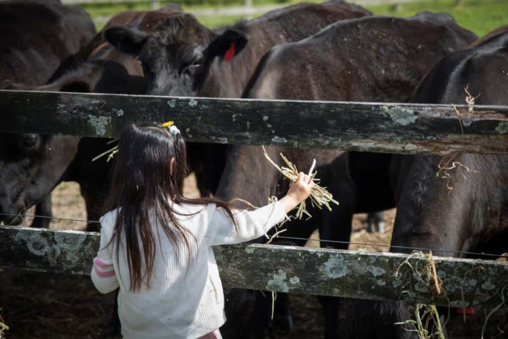 Raising Wagyu Cattle
