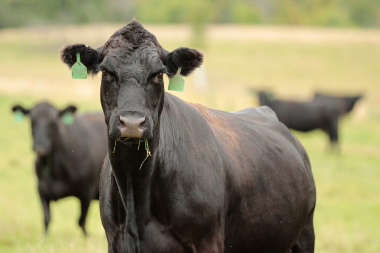 Raising Wagyu Cattle: A Complete Guide for Premium Beef Production