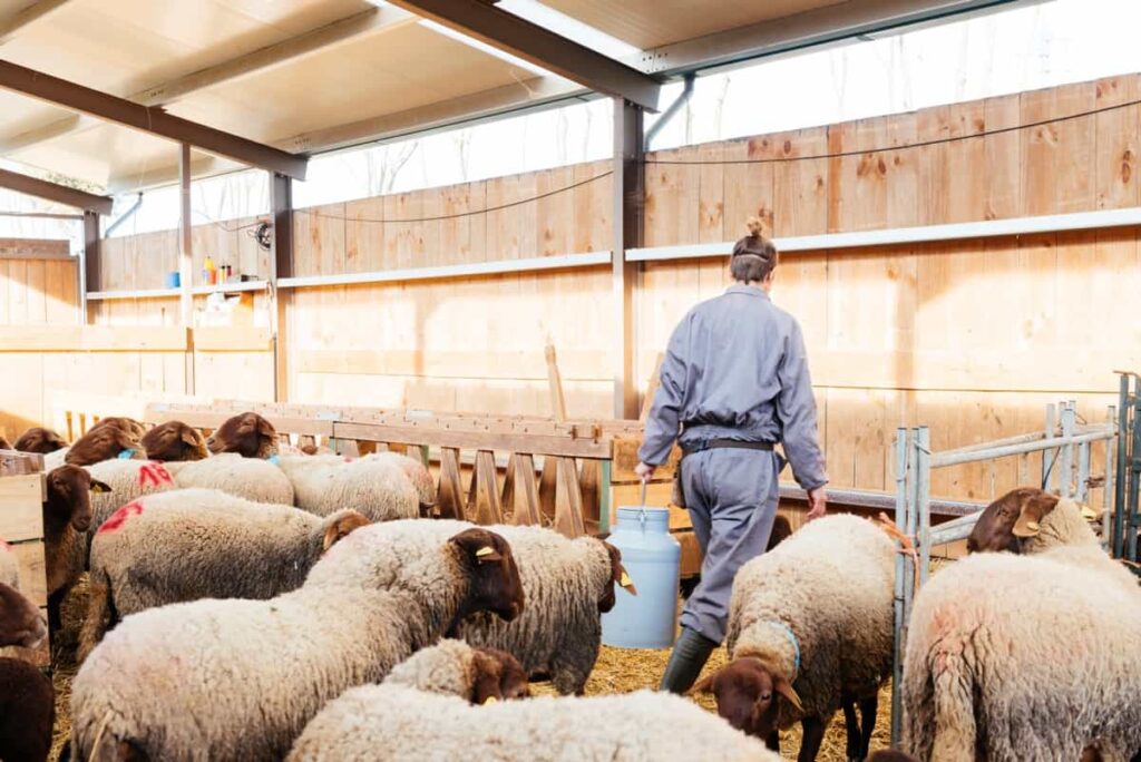 Indoor Sheep Farm