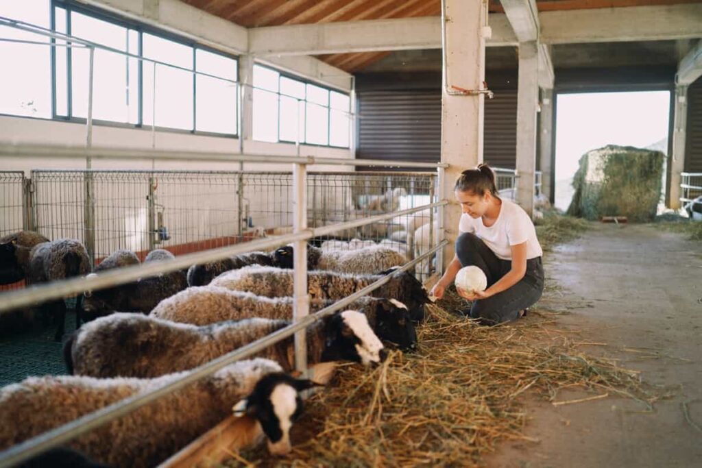 Feeding Sheep in a farm