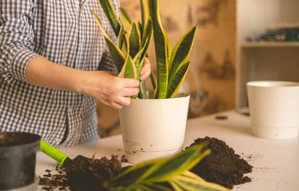 Planting the Snake Plant