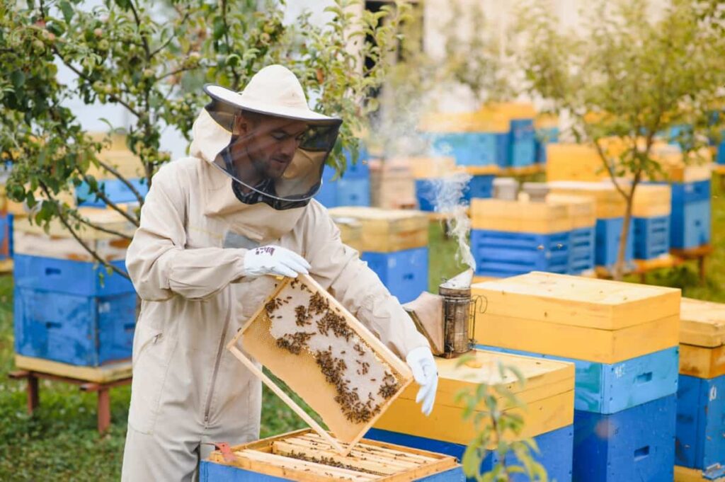 Beekeeper Is Working with Bees