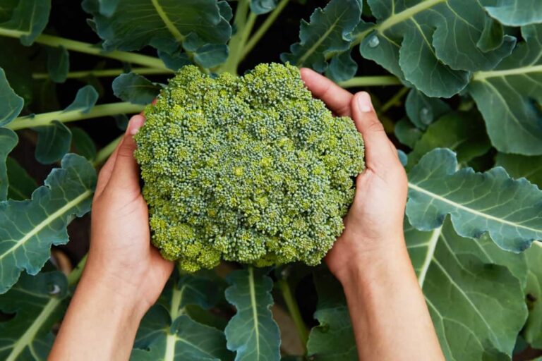 Broccoli Varieties: Choosing the Right Cultivars for Your Farm