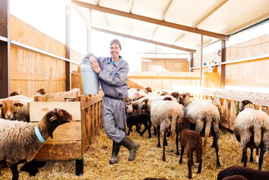 Budget Friendly Sheep Shed Ideas