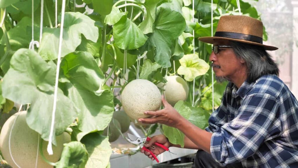 Crops Grown in Summer Season: Melons