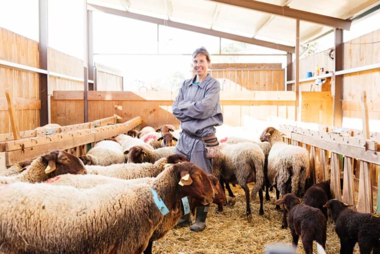How to Maximize Sheep Farming Profit