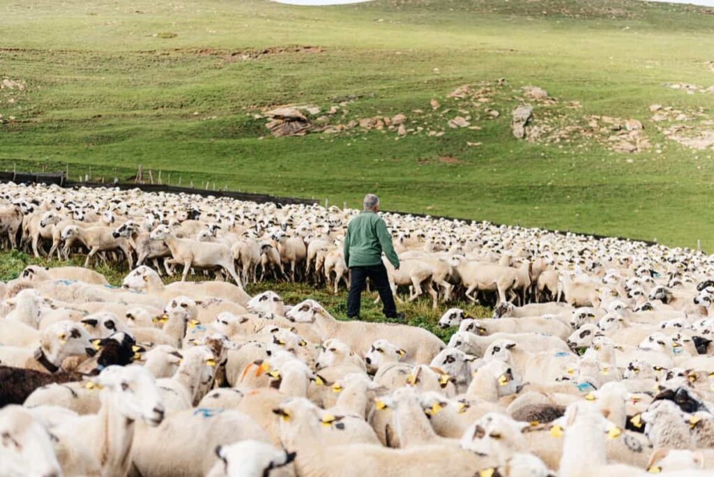 man grazing herd of sheep