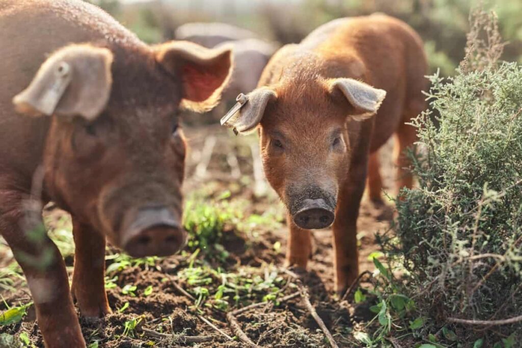 How to Raise Pigs in Your Own Backyard