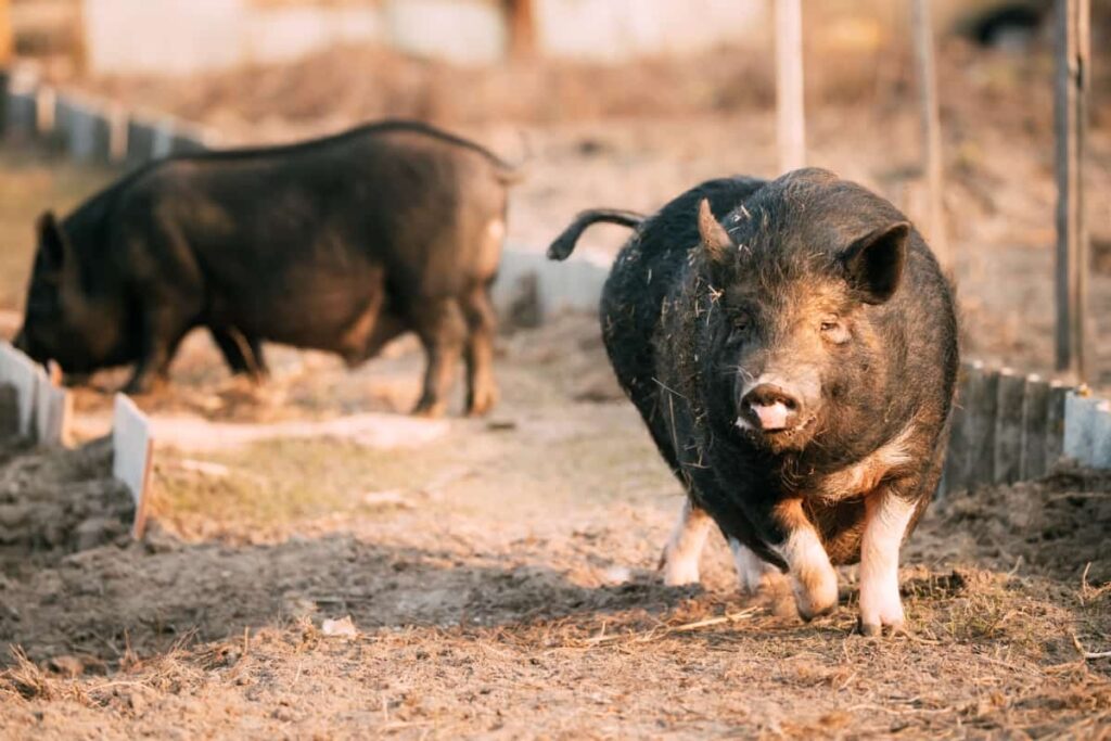 Pig Running in Farm Yard