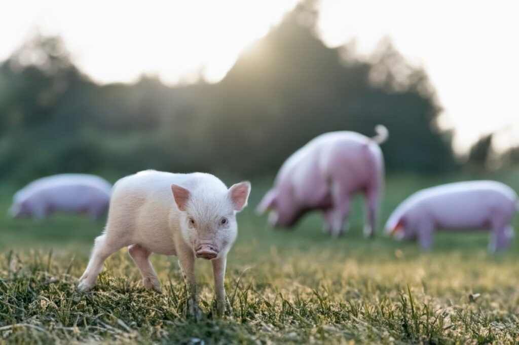 Miniature Pig in Farm