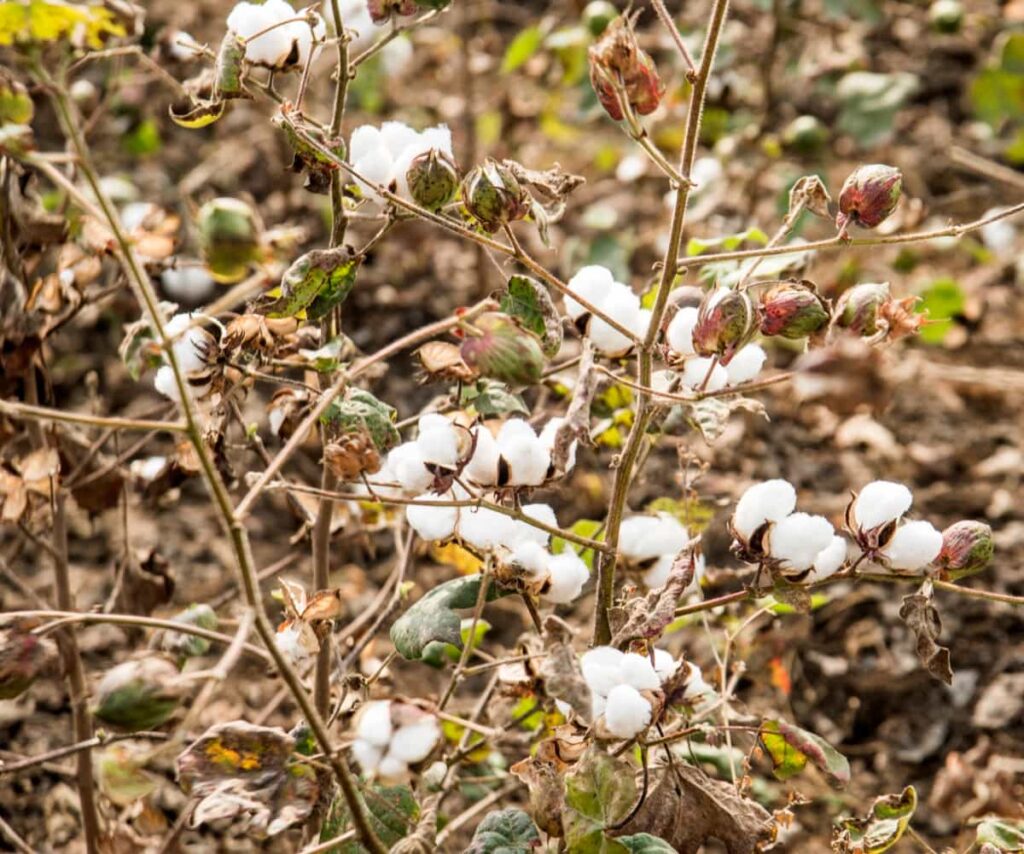 Management Pests and Diseases in Your Cotton Field
