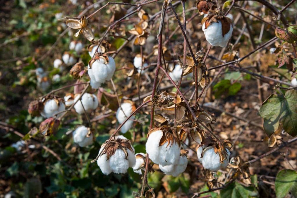 Cotton field white with ripe cotton ready for harvesting