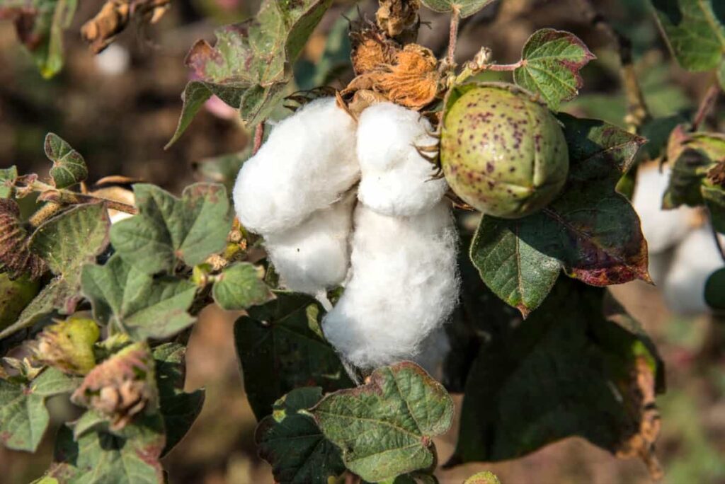 ripe cotton in a farm